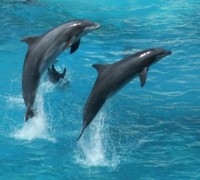 flying dolphins